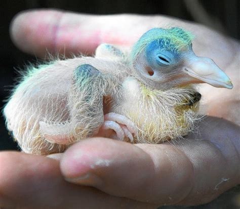 10 Best Cute Baby Pigeon Cute Animal Names