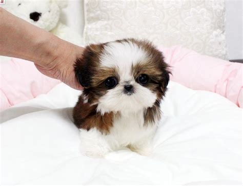 Oh My Goodness Teacup Shihtzu Shihtzu Shih Tzu Cute Dogs Small