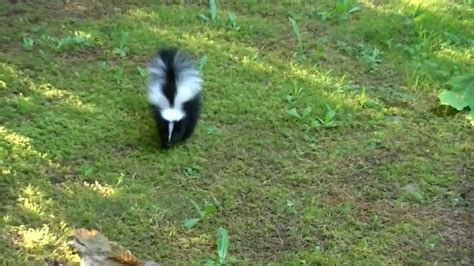 Friendly Baby Skunk Youtube