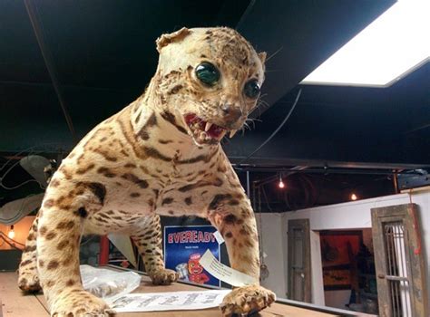 42 Funny Taxidermy Fails Just Waiting To Creep Into Your Nightmares