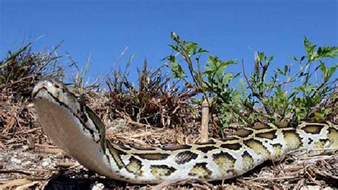 Florida Man Catches 17 Foot Python In Everglades