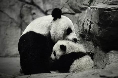 Bao Bao And Mei Xiang Panda Love Panda Bear Art Panda Hug