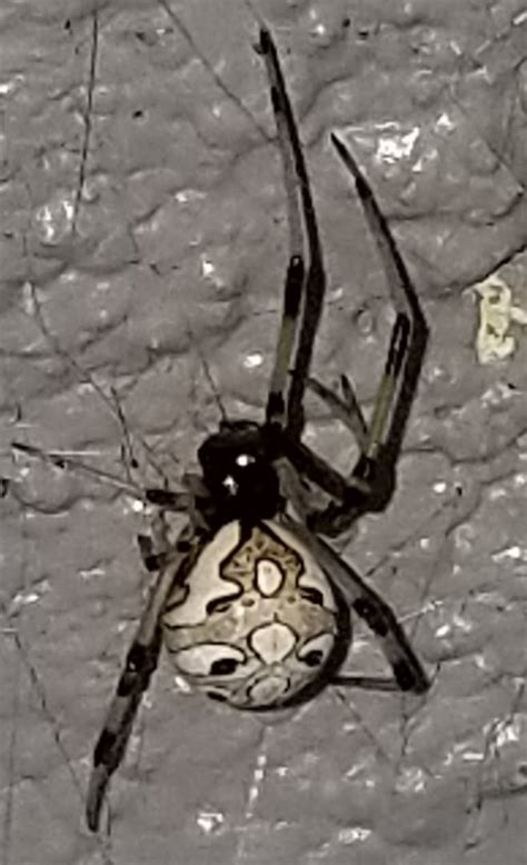 Latrodectus Geometricus Brown Widow Spider In Orlando Florida United