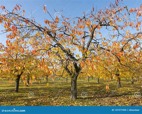Colorful Leaves On Cherry Trees In Autumn Cherry Orchard Near Odijk In