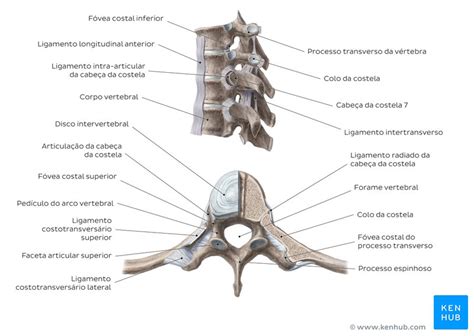 Coluna Vertebral Espinha Vertebras Da Coluna Coluna Coluna Cervical