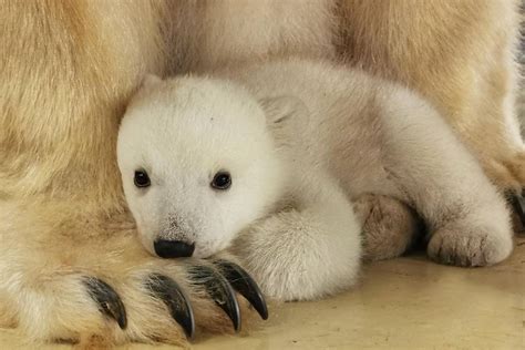 Watch Playful Baby Polar Bear Test Its Wobbly Legs And Explore New Home