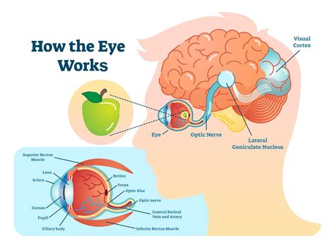 Pupil Reflex What Is The Function Of The Pupillary Light Reflex