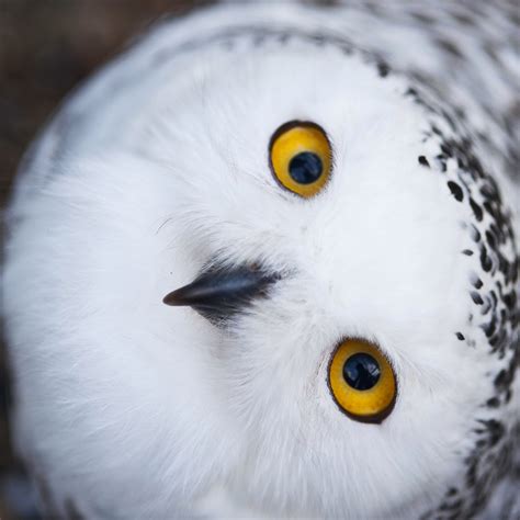 Snowy Owl Wallpaper Wallpapersafari