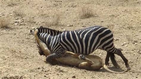In my opinion killing animals for fur is cruel and it should not be happening in the civilized world in twenty first century. Amazing: Lion vs Zebra | Lion kills zebra almost | Lion ...
