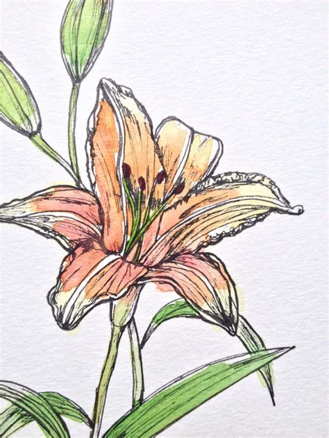 Lily Watercolor Painting Ink And Watercolor Illustration Etsy