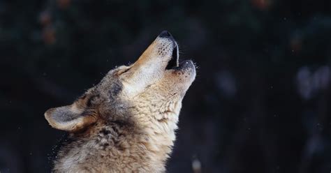 Vegeway Wolf Communication Part 1 Howling