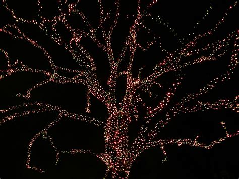 Tree In Lights Free Photo Download Freeimages