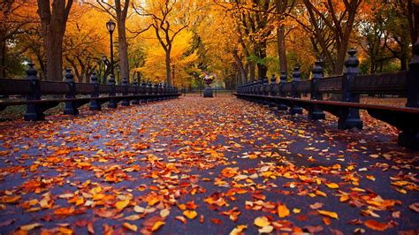 1920x1080 Trees Autumn Alley Autumn Nature View Leaves Walk