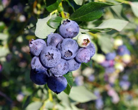 Vaccinium Farthing Southern Highbush Blueberry From Agristarts