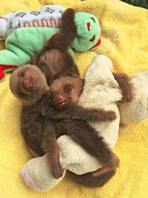 110 Baby Sloths Ideas In 2021 Baby Sloth Cute Sloth Sloth