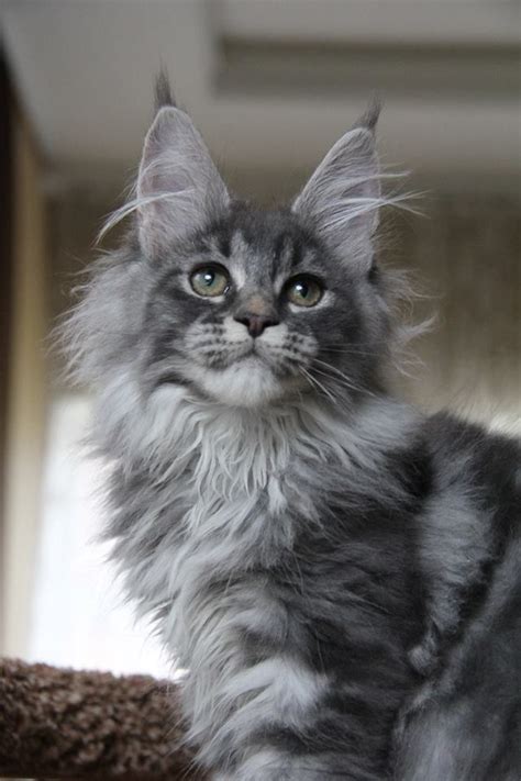 Find maine coon ads in our cats & kittens category. Pin on MAIN COON KITTENS