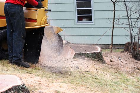 Stump Grinding Dfw Tree Services Dallas Ft Worth Tx Tree