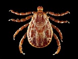 Rocky Mountain Spotted Fever (RMSF) - Infections - Merck Manuals ...