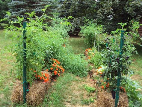 Straw Bales Are A New And Effective Way To Garden