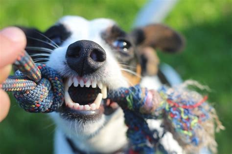 Mimpi anjing masuk rumah mungkin juga mempunyai makna yang baik bagi kehidupan anda, ada juga makna buruk dari mimpi tersebut. Arti Mimpi Dikejar Atau Digigit Anjing Galak | Paramimpi ...