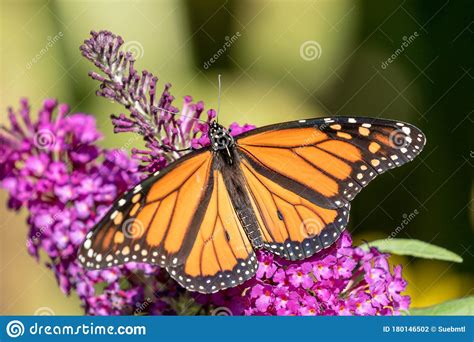 Monarch Butterfly Danaus Plexippus On Butterfly Bush Stock Photo