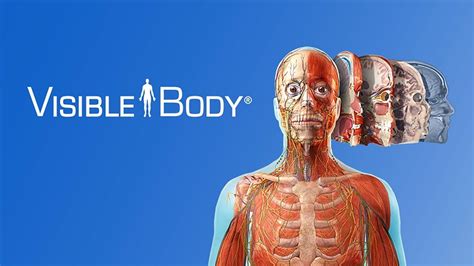 New Interactive Resource Visible Body Northern Kentucky University