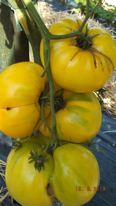 White Tomatoes Great White Tomato
