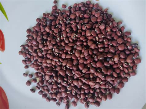 Organic Red Cowpea Red Ripper Cowpea Seeds Black Eye Pea Red Lobia