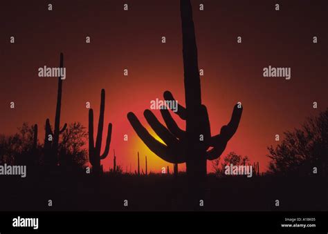 Saguaro Cactus Carnegiea Gigantea Cereus Giganteus Silhouette At