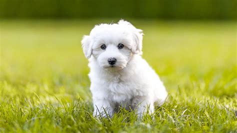 12 Razas De Perros Que Tienen Manto Blanco