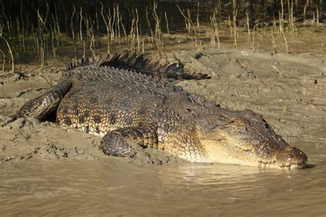 Saltwater Crocodile Australia By Stocksy Contributor Jaydene Chapman