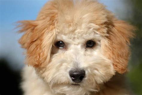 poochon dog breeds facts advice pictures mypetzilla uk