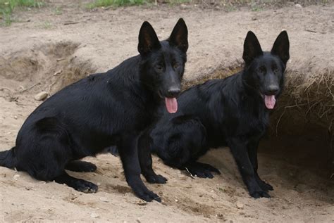 Funny Solid Black German Shepherd Puppies For Sale L2sanpiero