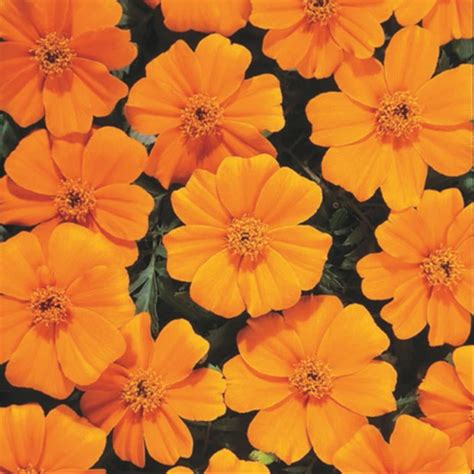 Marigold Disco Orange Les Serres Caron