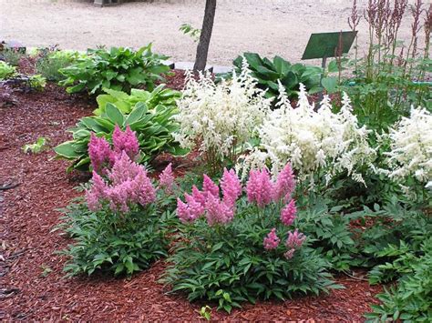 Astilbe Knechts Nurseries And Landscaping