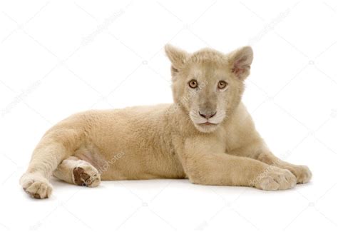 White Lion Cub 5 Months Stock Photo By ©lifeonwhite 10865593