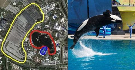 Pictures Showing The Size Of Seaworld Orca Pool Compared To The
