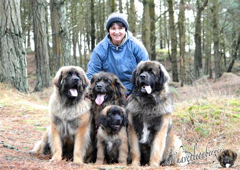 Leonberger Love This Photo Leonberger Dog Giant Dog Breeds Giant Dogs