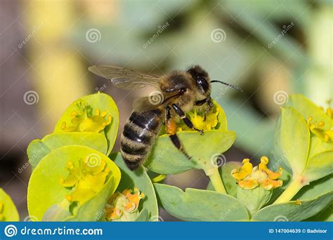 Honey Bee Pollination Process Stock Image Image Of Honey Bloom