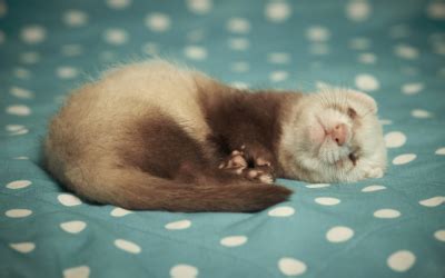 Visit windsor animal hospital in santa rosa, ca and save 25% on your vet bill with a pet plan by pet assure. Ferrets and Rats! | South Windsor Animal Hospital