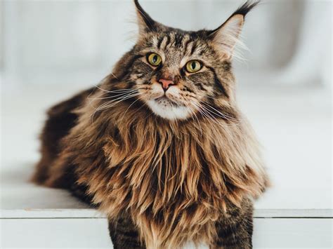 Maine Coon Cat Breed Guide Spot Pet Insurance