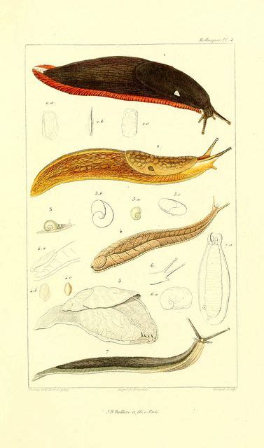 Banana Slug Ftw Scientific Illustration Illustration Illustration