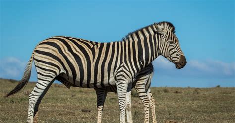 Zebra Da Planície Plains Zebra Equus Quagga Biofaces Bring