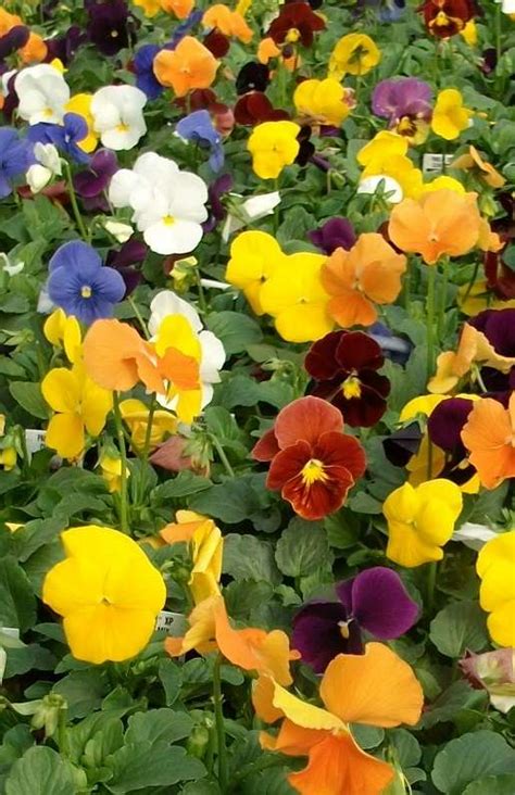 Pansies Parks Brothers Farm Inc