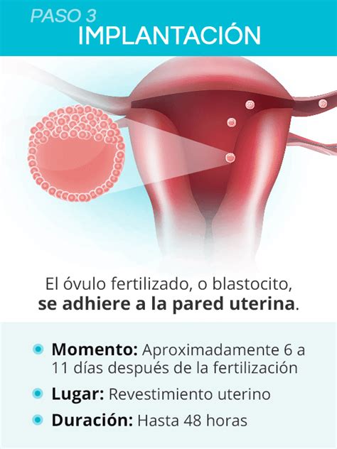 Cómo Funciona La Concepción Ovulación Fertilización E Implantación