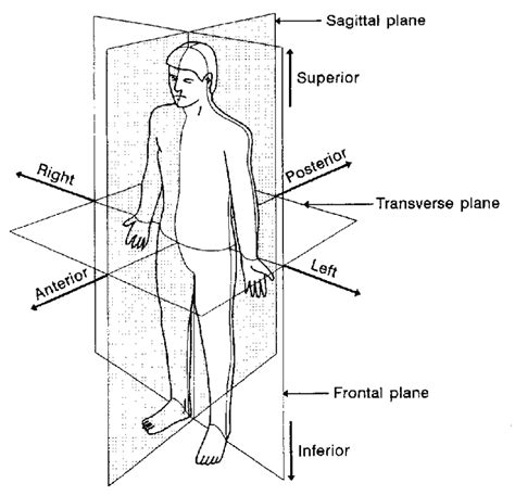 Body Planes Anatomy