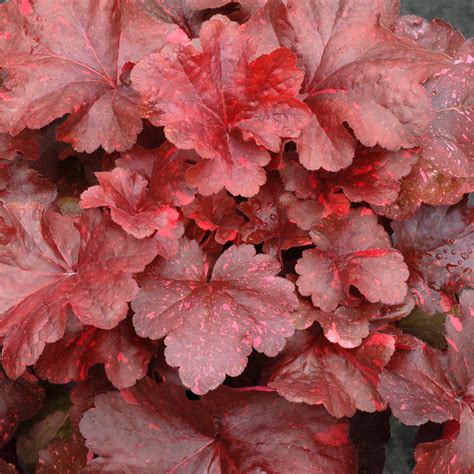 Heuchera Terra Nova Nurseries Inc