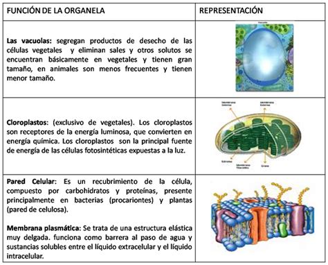 Que Funcion Tiene La Pared Celular En La Celula Vegetal Rela