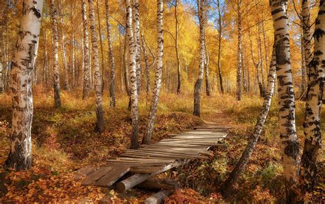 Autumn Splendor Autum Leaves Forest Nature Fall Trees Path
