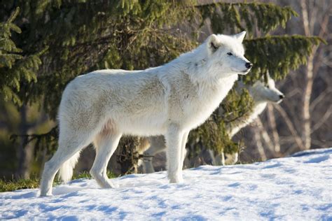 Arctic Wolves Zoochat